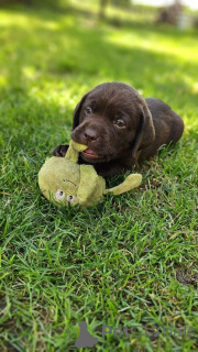 Photo №3. Labrador puppies for adoption.. Finland