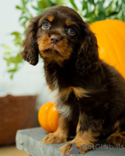 Photo №1. cavalier king charles spaniel - for sale in the city of Falun | negotiated | Announcement № 157216