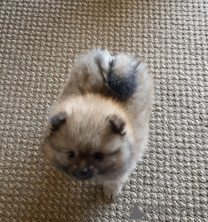 Photo №2 to announcement № 167407 for the sale of pomeranian - buy in Austria breeder