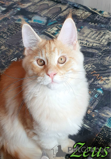 Photo №4. I will sell maine coon in the city of St. Petersburg. private announcement, from nursery, breeder - price - 601$