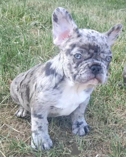 Photo №3. blue merle boy. Belarus