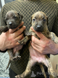 Photo №3. Pit bull puppies. Russian Federation