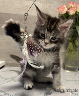 Photo №2 to announcement № 161775 for the sale of maine coon - buy in United States breeder