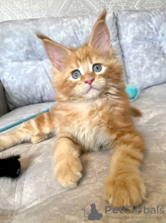 Photo №3. Healthy cute adorable Maine coon kittens available now for sell. Switzerland