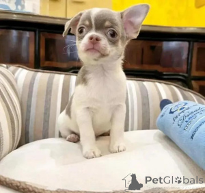 Photo №2 to announcement № 144452 for the sale of chihuahua - buy in Finland private announcement, from the shelter, breeder
