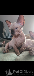 Additional photos: Sphynx quality kittens