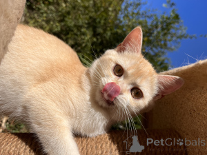 Photo №3. Golden British kitten. Russian Federation