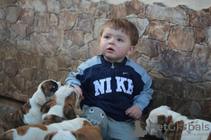 Photo №4. I will sell english bulldog in the city of Daugavpils. from nursery - price - 1040$