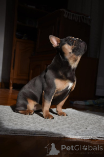 Photo №4. I will sell french bulldog in the city of Kruševac. breeder - price - 2353$