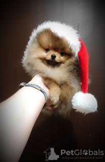 Photo №2 to announcement № 84407 for the sale of pomeranian - buy in Belarus breeder