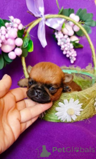 Photo №2 to announcement № 165853 for the sale of petit brabançon - buy in Russian Federation private announcement