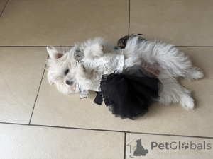 Photo №3. Sweet dogs for sale. Germany