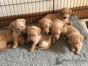 Photo №1. labrador retriever - for sale in the city of Ljig | 528$ | Announcement № 54747