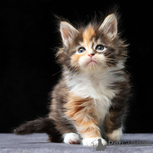 Photo №2 to announcement № 160373 for the sale of maine coon - buy in Belgium 
