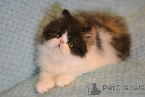 Photo №1. persian cat - for sale in the city of Харлем | 402$ | Announcement № 13827
