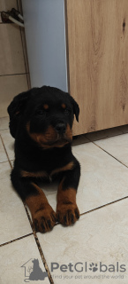 Photo №3. Rottweiler puppies. Poland