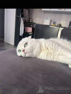 Photo №3. Playful yet poised Poppy is a bundle of love wrapped in soft fur and gentle. France