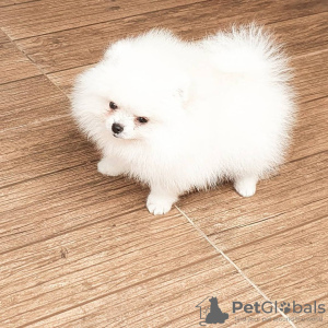 Photo №2 to announcement № 122723 for the sale of pomeranian - buy in Germany private announcement