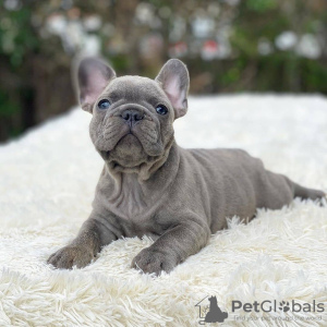 Photo №1. french bulldog - for sale in the city of Москва | 591$ | Announcement № 13068