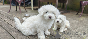 Photo №1. bichon frise - for sale in the city of Bellytins | negotiated | Announcement № 176497