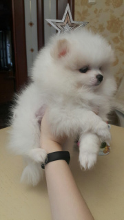 Photo №1. pomeranian - for sale in the city of Минск | Negotiated | Announcement № 4539