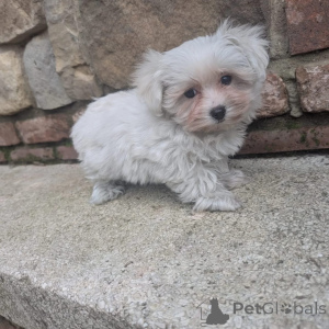 Photo №1. maltese dog - for sale in the city of Ijsselmuiden | negotiated | Announcement № 171670