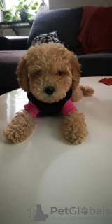 Photo №1. poodle (toy) - for sale in the city of Афины | negotiated | Announcement № 58791