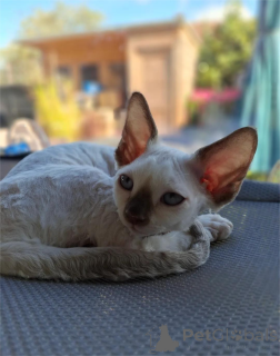 Photo №2 to announcement № 151546 for the sale of devon rex - buy in Germany 