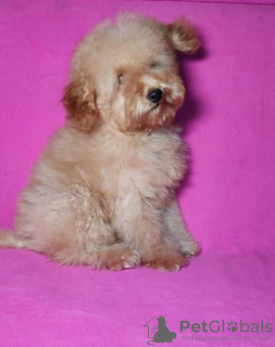 Photo №4. I will sell poodle (toy) in the city of Minsk. private announcement, from nursery, breeder - price - negotiated