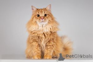 Photo №1.  - for sale in the city of Khimki | Is free | Announcement № 166040