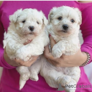 Photo №2 to announcement № 75386 for the sale of maltese dog - buy in United States 