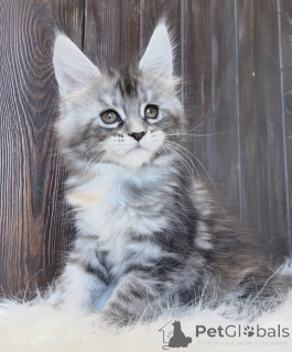 Photo №1. maine coon - for sale in the city of Bellaire | 550$ | Announcement № 161722