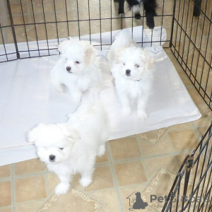 Photo №2 to announcement № 115798 for the sale of maltese dog - buy in Germany from nursery, from the shelter, breeder