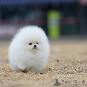 Photo №3. MINI Zwergspitz Pomeranian puppies looking for a new home!. Germany