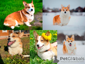 Photo №2 to announcement № 24443 for the sale of welsh corgi - buy in Russian Federation private announcement