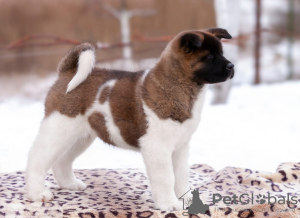 Photo №1. american akita - for sale in the city of Grodno | 1456$ | Announcement № 33085