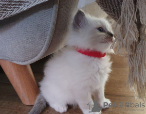 Photo №3. Ragdoll kittens for sale. Russian Federation