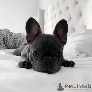 Photo №1. french bulldog - for sale in the city of Нови Сад | negotiated | Announcement № 85363