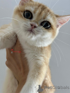 Photo №3. BRITISHORTHAIR NY 12 FEMALE FULL PEDIGREE. Turkey