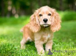 Photo №4. I will sell american cocker spaniel in the city of Amsterdam. private announcement, breeder - price - 723$