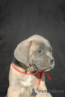 Additional photos: Cane Corso puppies