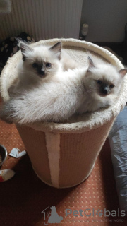 Photo №2 to announcement № 56824 for the sale of ragdoll - buy in Germany 