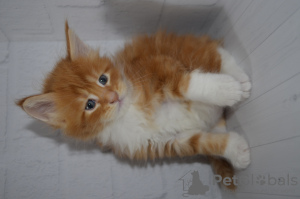 Photo №4. I will sell maine coon in the city of Такома. from nursery, breeder - price - 124800$