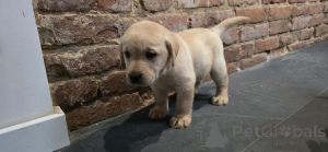 Photo №1. labrador retriever - for sale in the city of Gera | 329$ | Announcement № 147605
