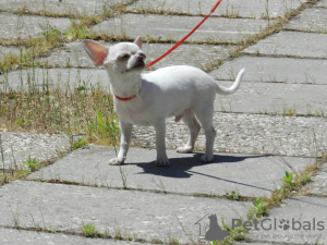 Photo №1. chihuahua - for sale in the city of Simferopol | 2113$ | Announcement № 106408