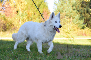 Photo №1. berger blanc suisse - for sale in the city of Frampol | 728$ | Announcement № 28768
