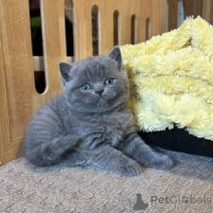 Photo №2 to announcement № 172692 for the sale of british shorthair - buy in Belgium private announcement, breeder
