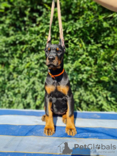Photo №4. I will sell dobermann in the city of Москва. from nursery - price - negotiated