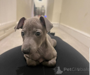 Photo №3. Elegant Blue Italian Greyhound Puppies Grace, Love & Speed in One Package. United Kingdom