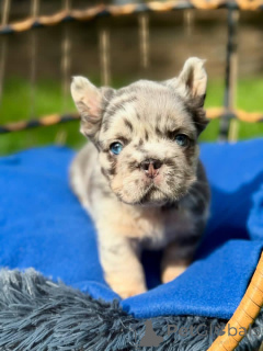 Photo №1. non-pedigree dogs - for sale in the city of Helsinki | 516$ | Announcement № 164996